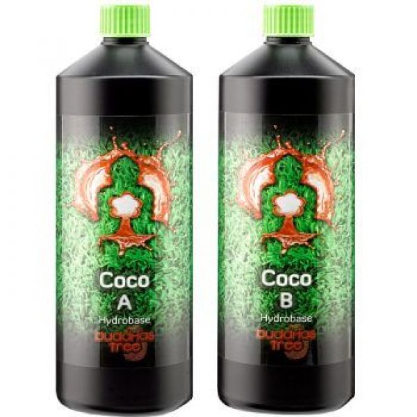 Buddhas Tree Coco